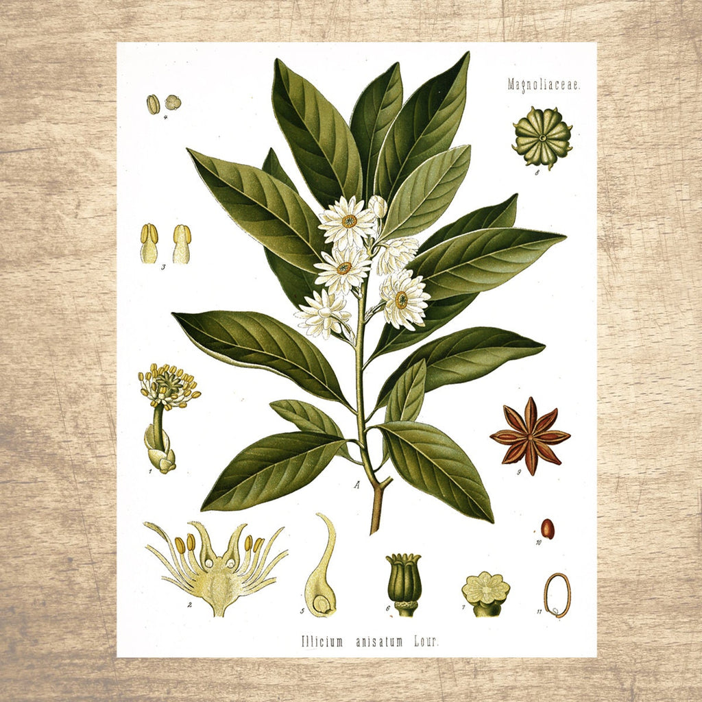 Anise Botanical Illustration Print 