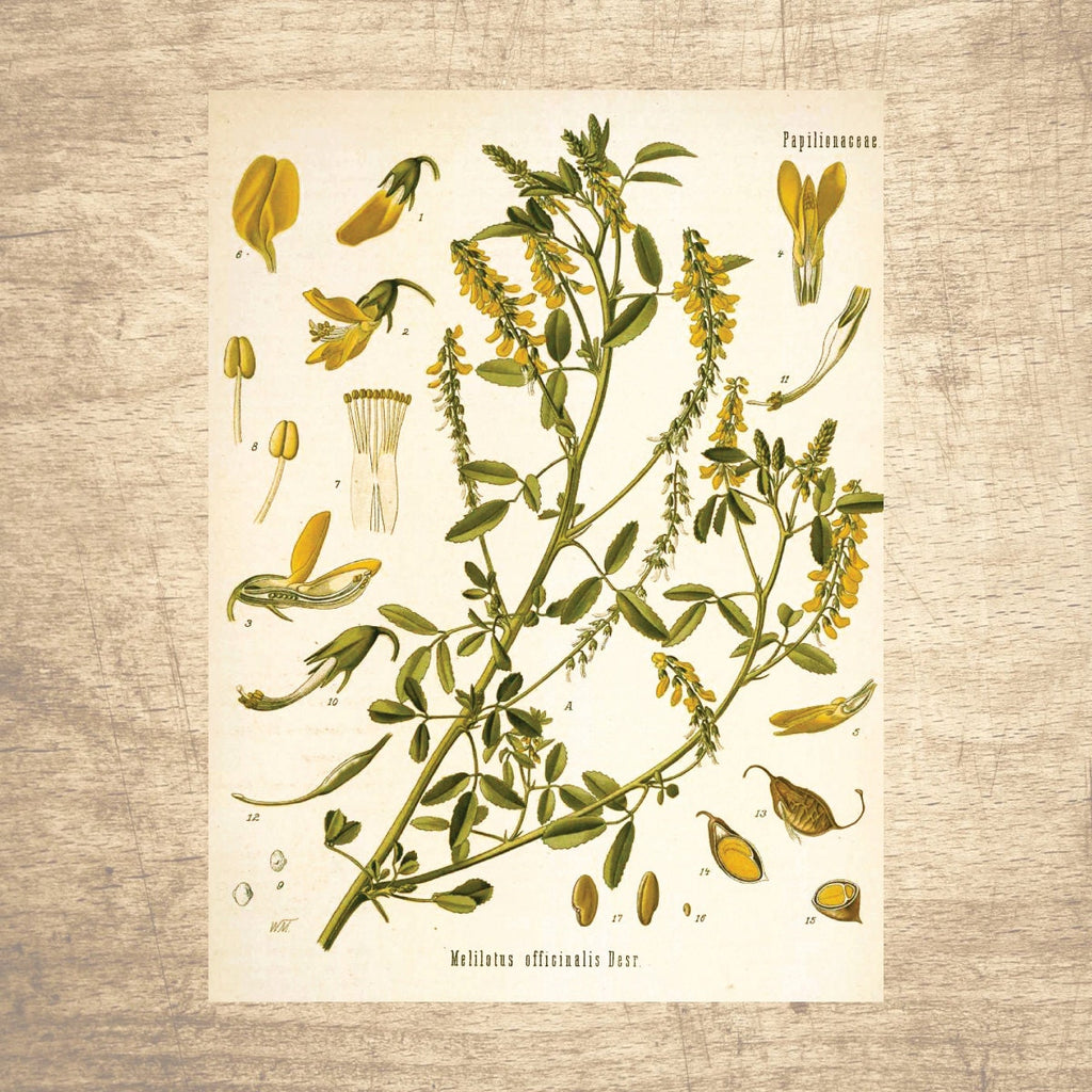 Yellow Sweet Clover Botanical Illustration 