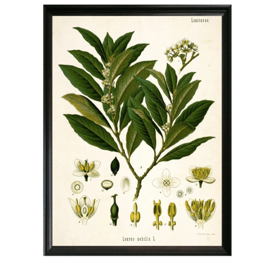 Bay Leaf Botanical Illustration - Lettered & Lined