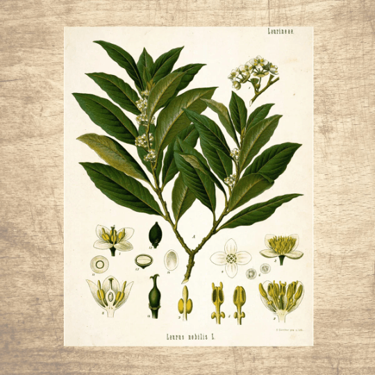 Bay Leaf Botanical Illustration - Lettered & Lined