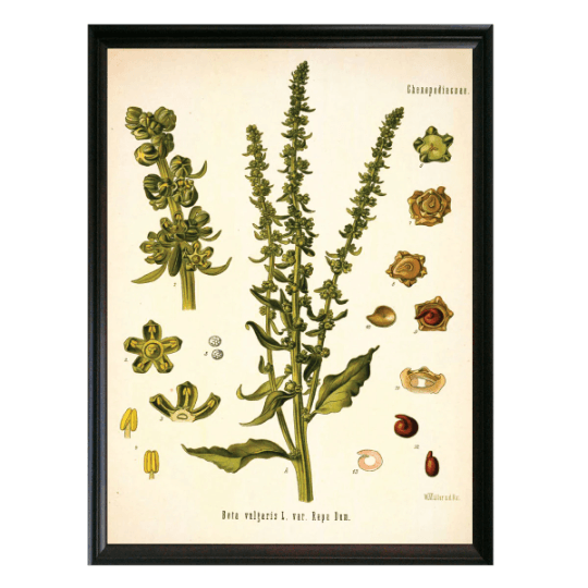 Beet Wild Botanical Illustration - Lettered & Lined