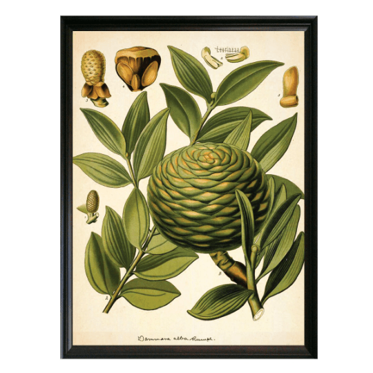 Conifer Botanical Illustration - Lettered & Lined