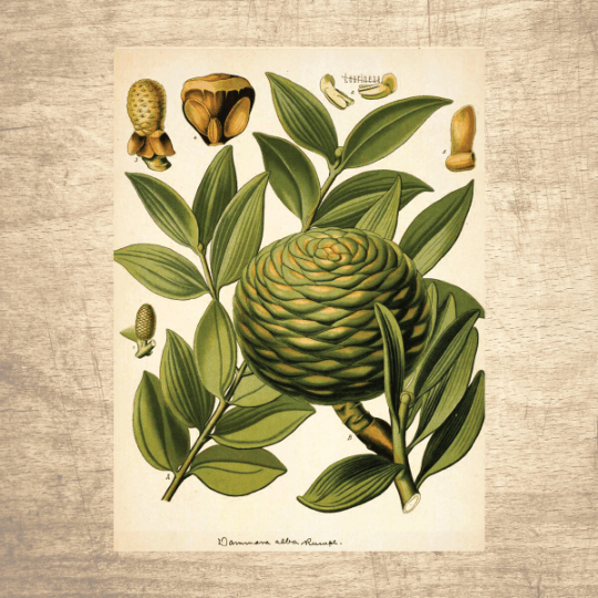 Conifer Botanical Illustration - Lettered & Lined