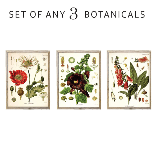 Custom set of any 3 botanical prints - Lettered & Lined