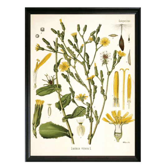 Lettuce Wild Botanical Illustration - Lettered & Lined