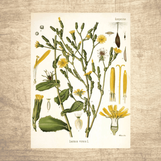 Lettuce Wild Botanical Illustration - Lettered & Lined