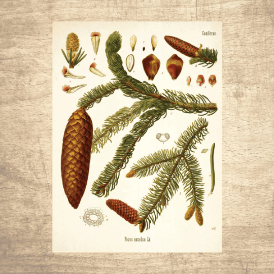 Spruce Botanical Illustration - Lettered & Lined