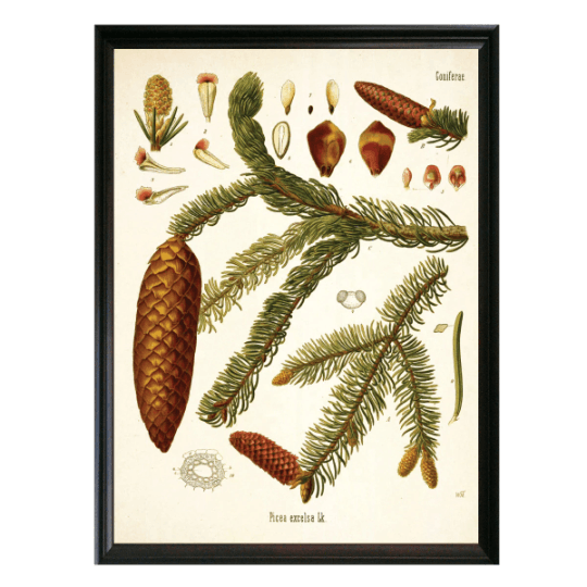 Spruce Botanical Illustration - Lettered & Lined