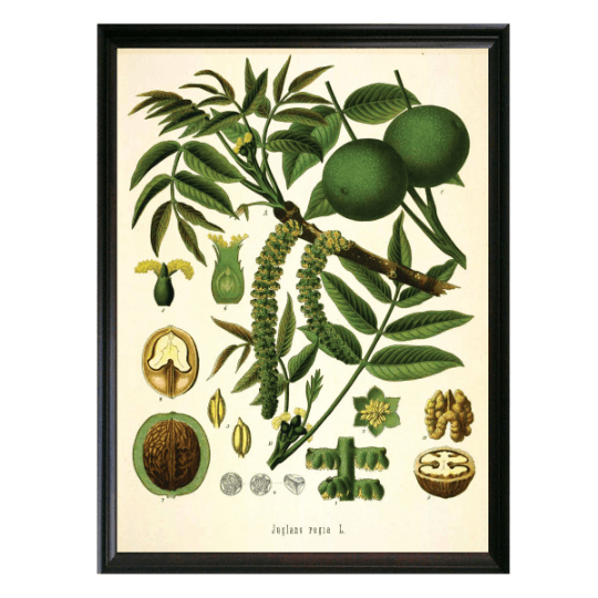 Walnut Botanical Illustration - Lettered & Lined