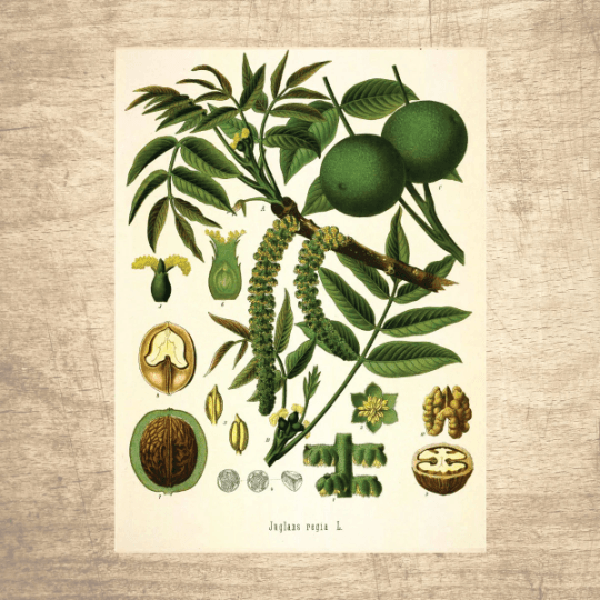 Walnut Botanical Illustration - Lettered & Lined