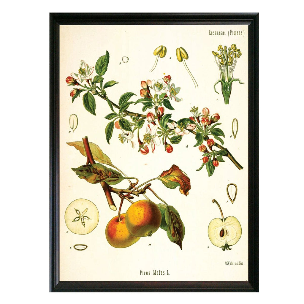 Apple Botanical Illustration - Lettered & Lined