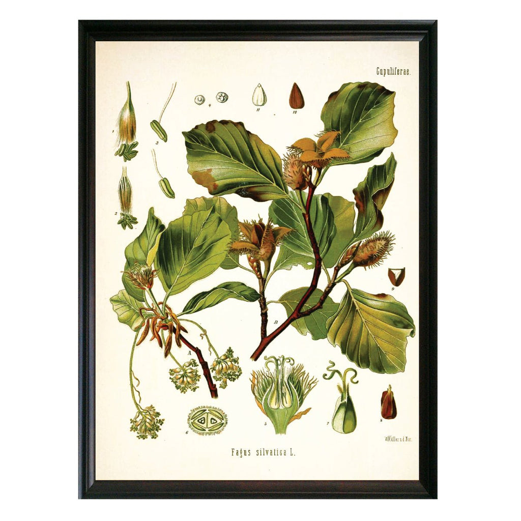 Beech Botanical Illustration - Lettered & Lined