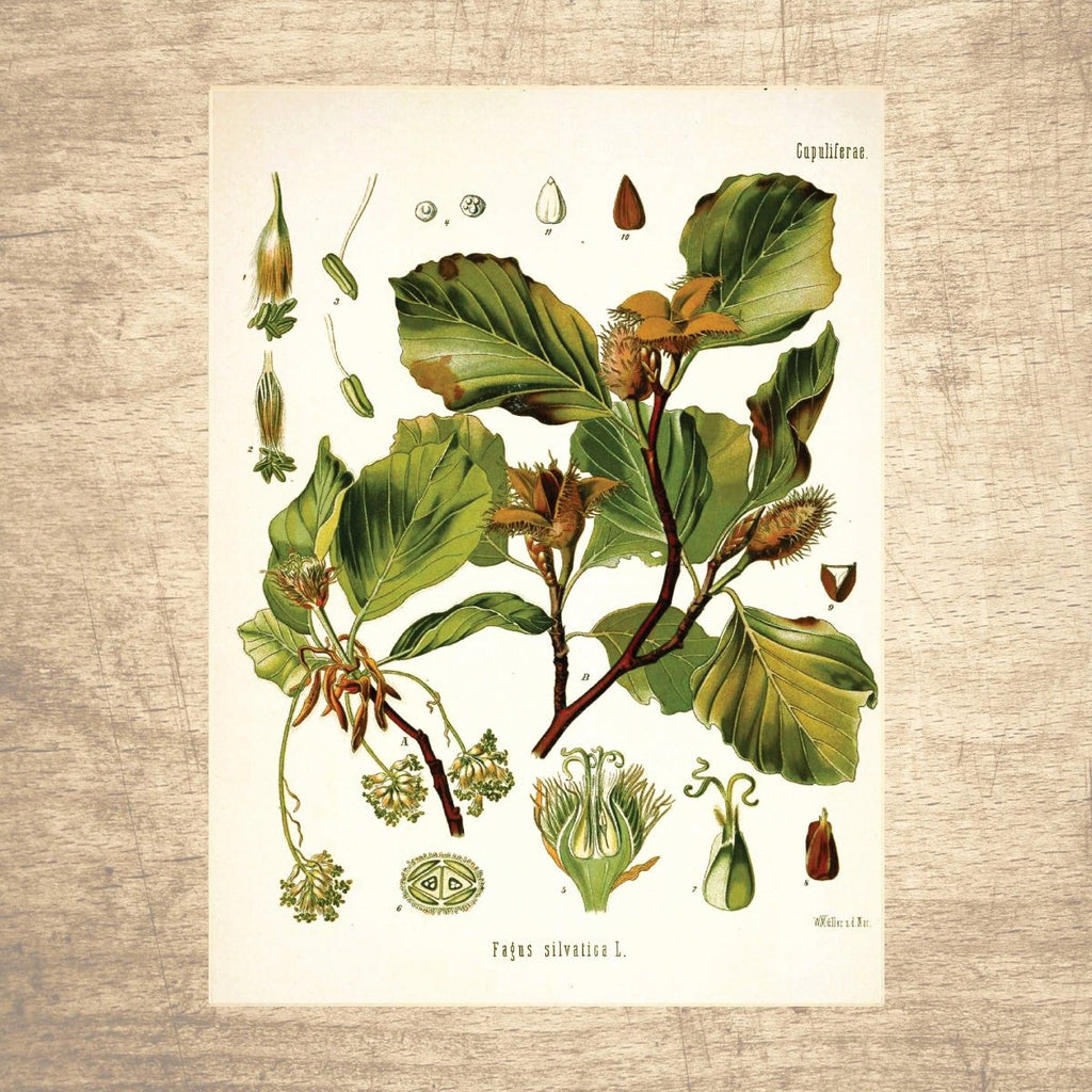 Beech Botanical Illustration - Lettered & Lined