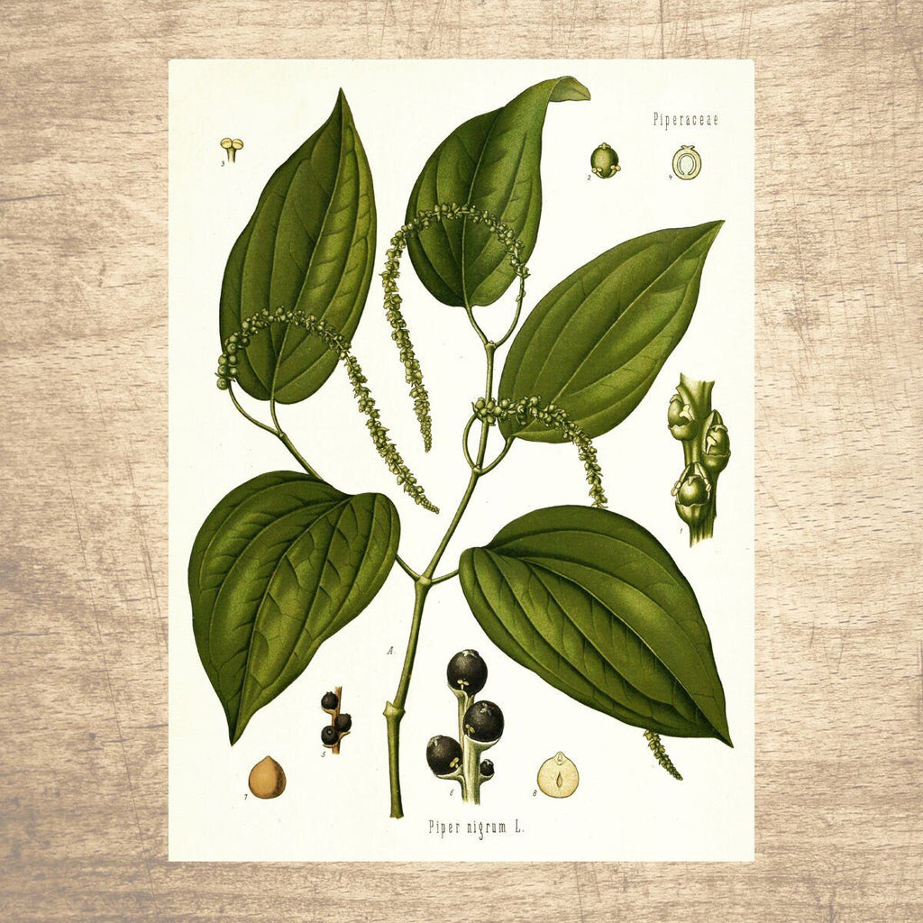 Black Pepper Botanical Illustration Print - Lettered & Lined