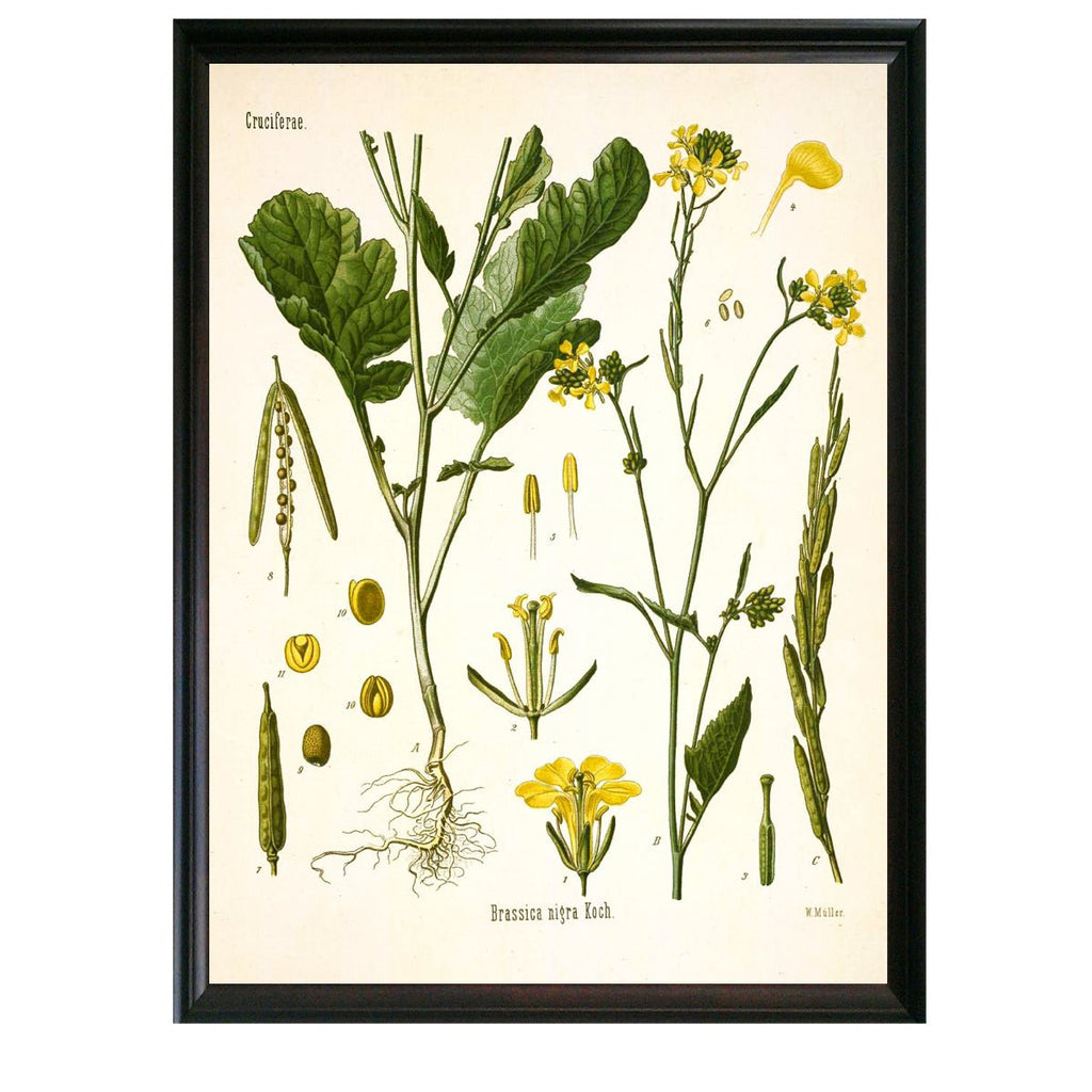 Black Mustard Botanical Illustration - Lettered & Lined