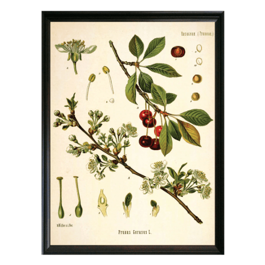 Cherry Botanical Illustration - Lettered & Lined