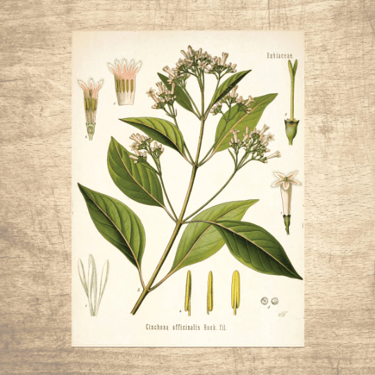 Cinchona Botanical Illustration - Lettered & Lined