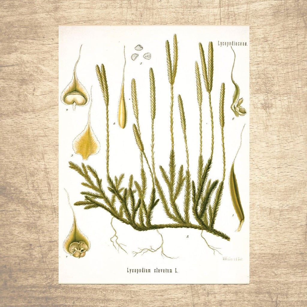 Clubmoss Botanical Illustration - Lettered & Lined