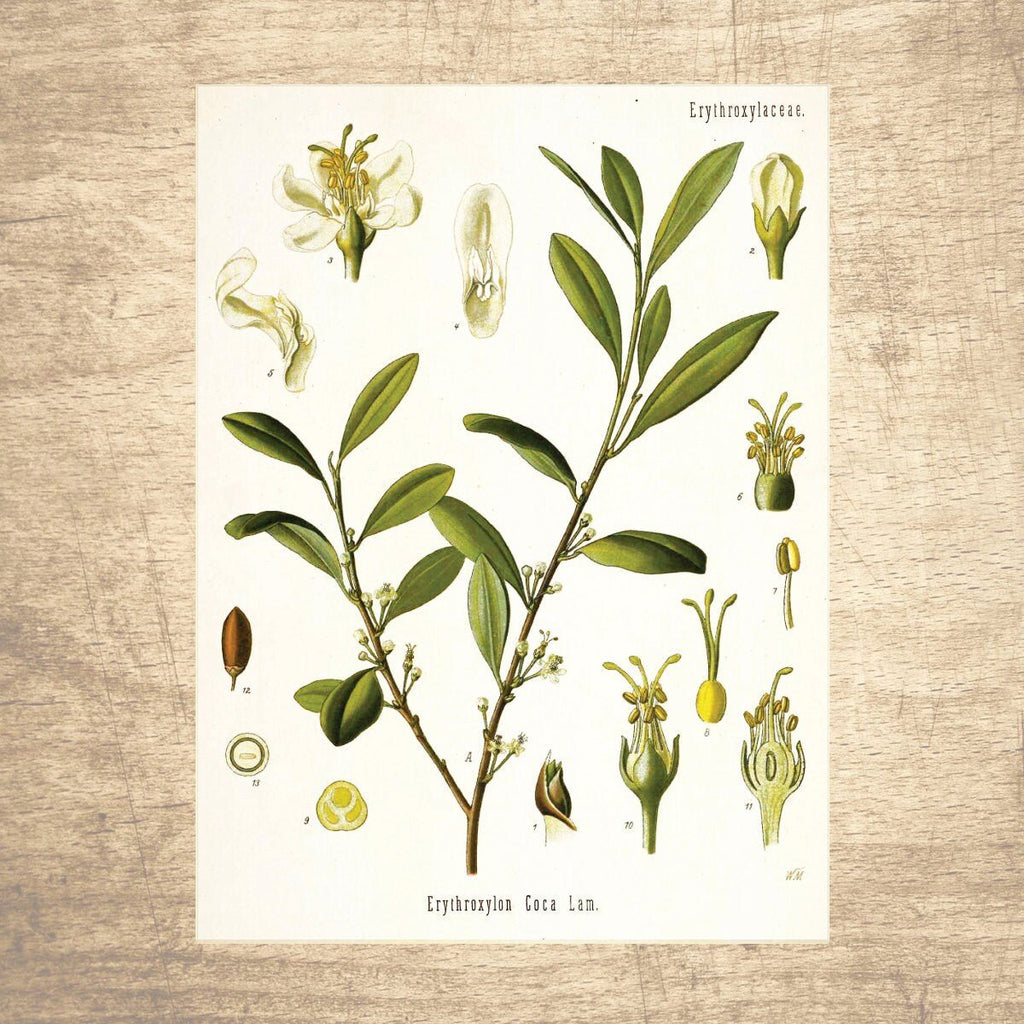 Coca Botanical Illustration - Lettered & Lined