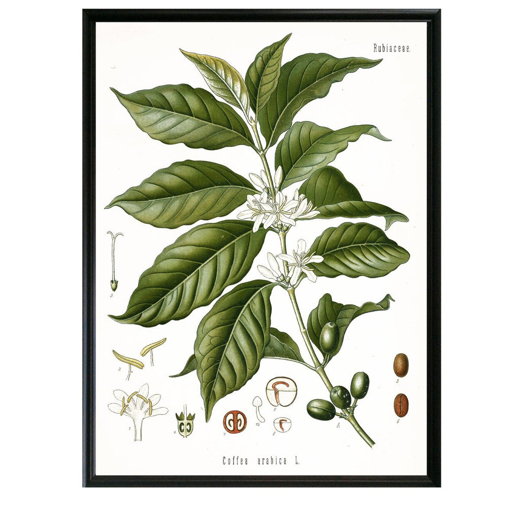 Coffee Botanical Illustration - Lettered & Lined