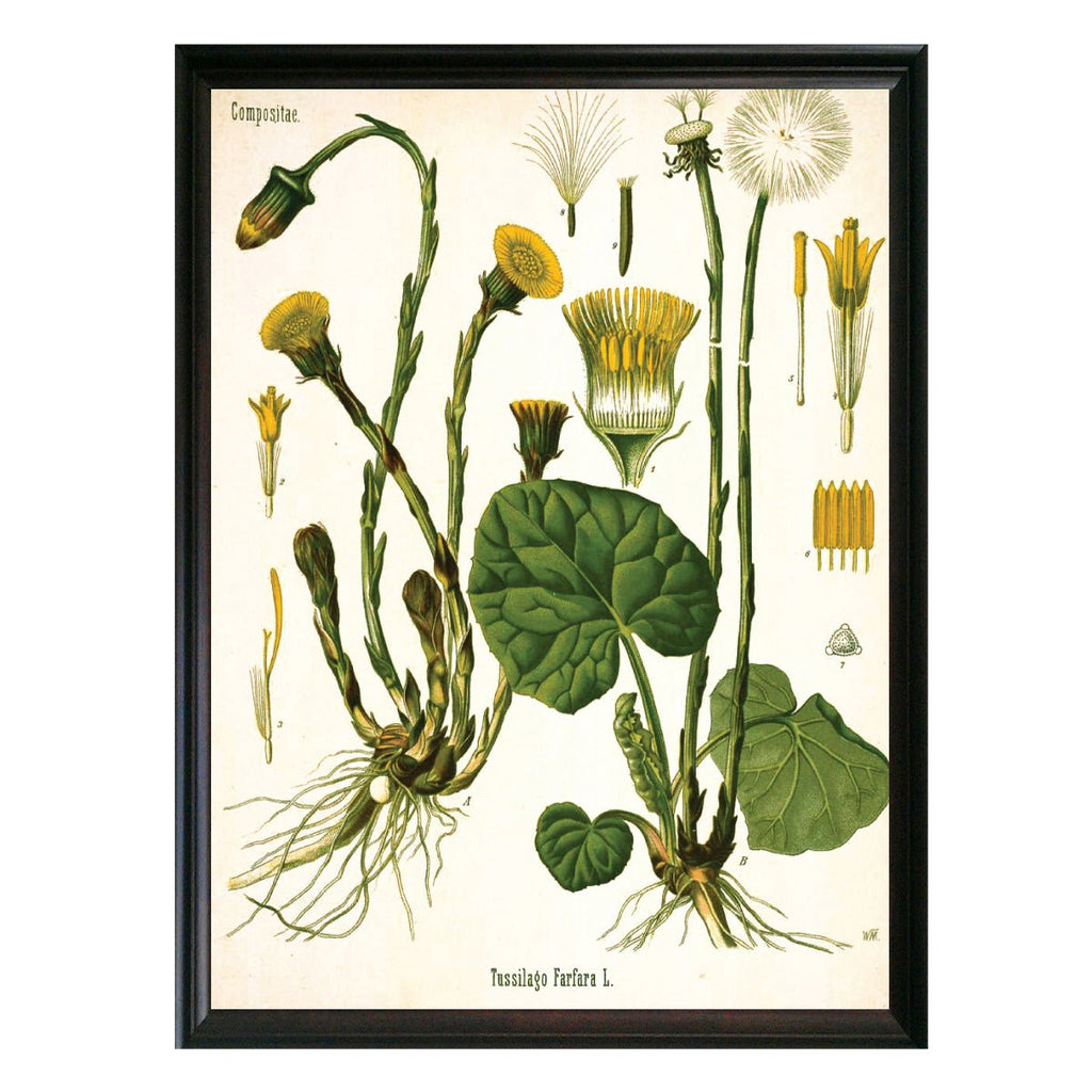 Coltsfoot Sunflower Botanical Illustration - Lettered & Lined