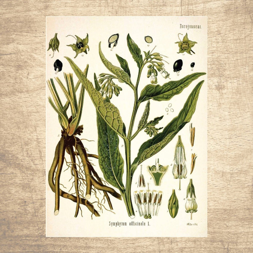 Comfrey Botanical Illustration - Lettered & Lined