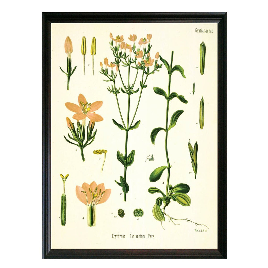 Common Centaury Botanical Illustration - Lettered & Lined