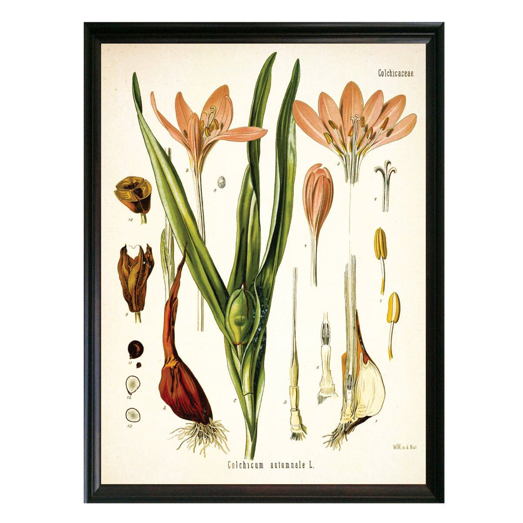 Crocus Botanical Illustration - Lettered & Lined