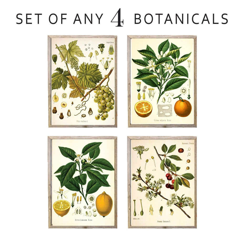 Custom set of any 4 botanical prints - Lettered & Lined