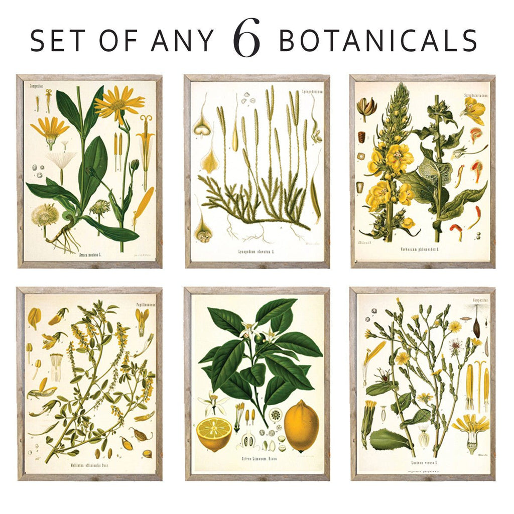 Custom set of any 6 botanical prints - Lettered & Lined