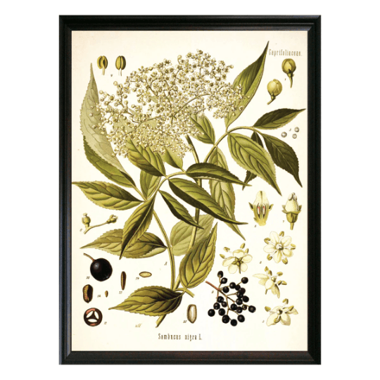 Elderberry Botanical Illustration - Lettered & Lined