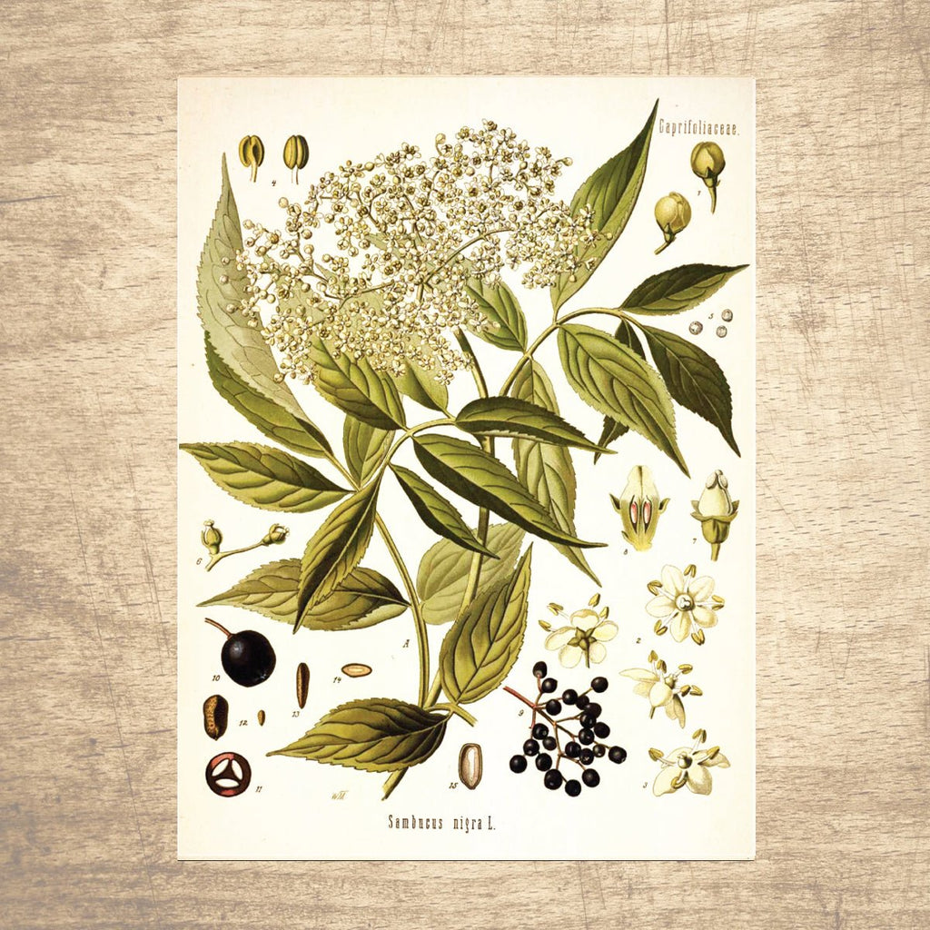 Elderberry Botanical Illustration - Lettered & Lined