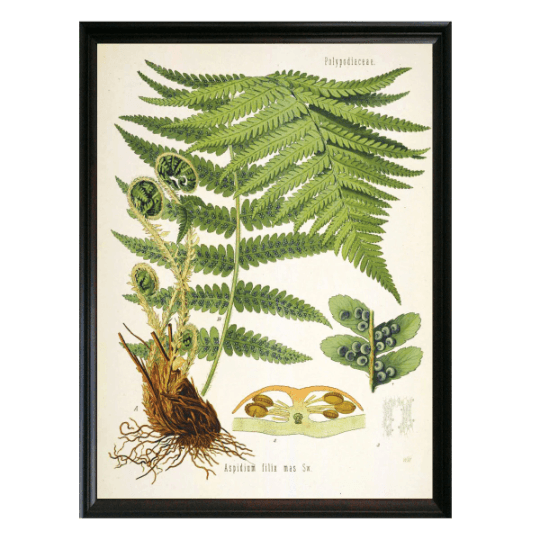 Fern Botanical Illustration - Lettered & Lined