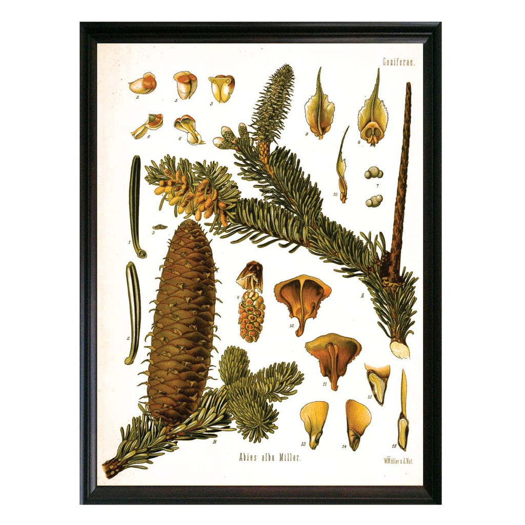 Fir Botanical Illustration - Lettered & Lined