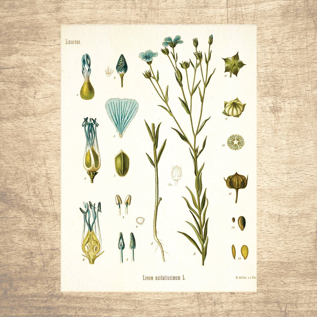 Flaxseed Botanical Illustration - Lettered & Lined