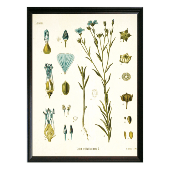 Flaxseed Botanical Illustration - Lettered & Lined