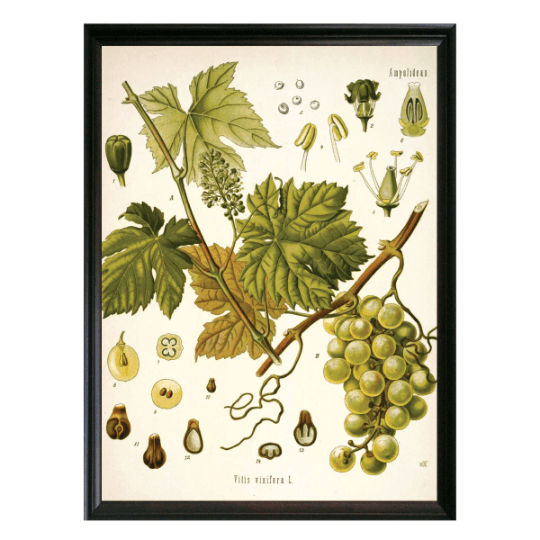 Grape Botanical Illustration - Lettered & Lined