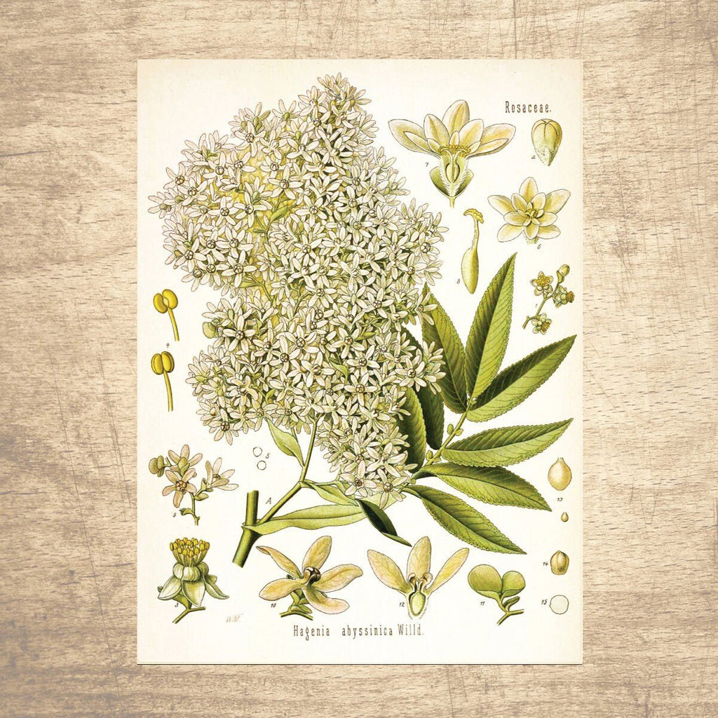 Hagenia Botanical Illustration - Lettered & Lined