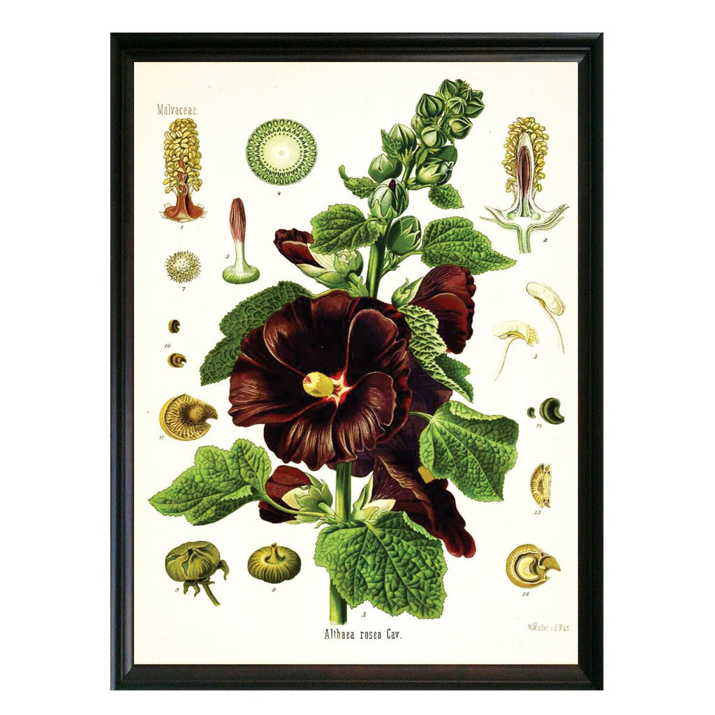 Hollyhock Botanical Illustration - Lettered & Lined