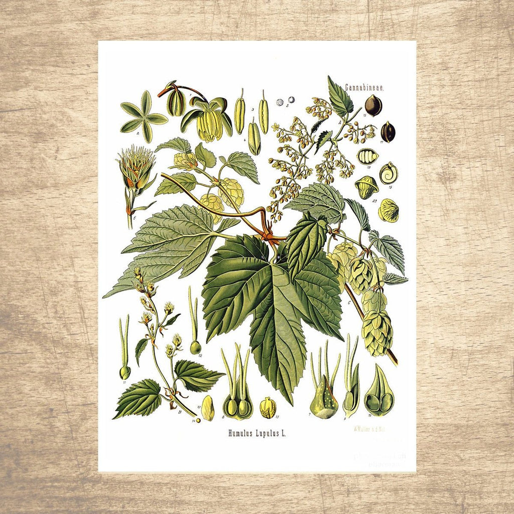 Hops Botanical Illustration - Lettered & Lined