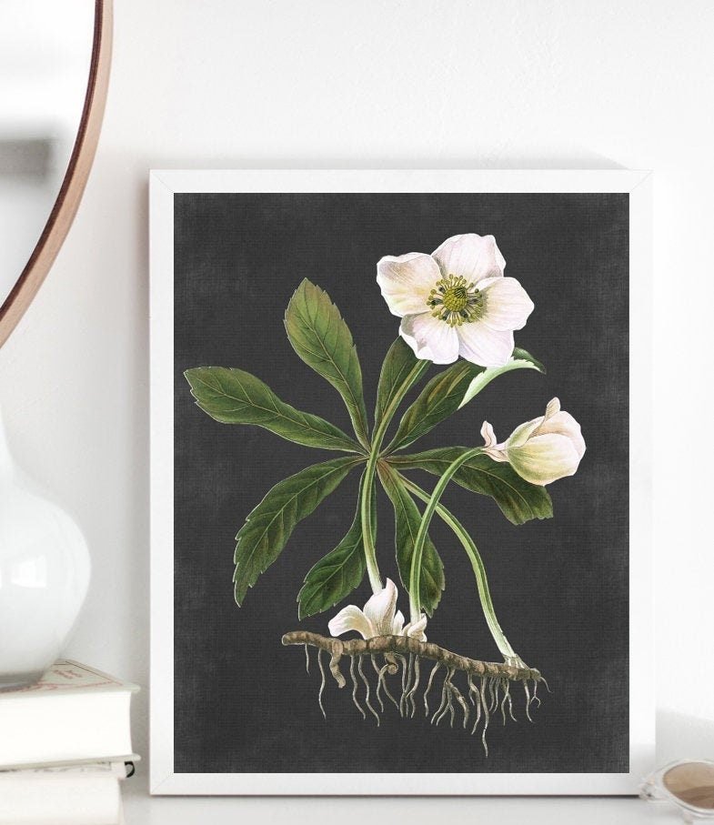 Hellebore White Bloom Botanical Illustration - Lettered & Lined
