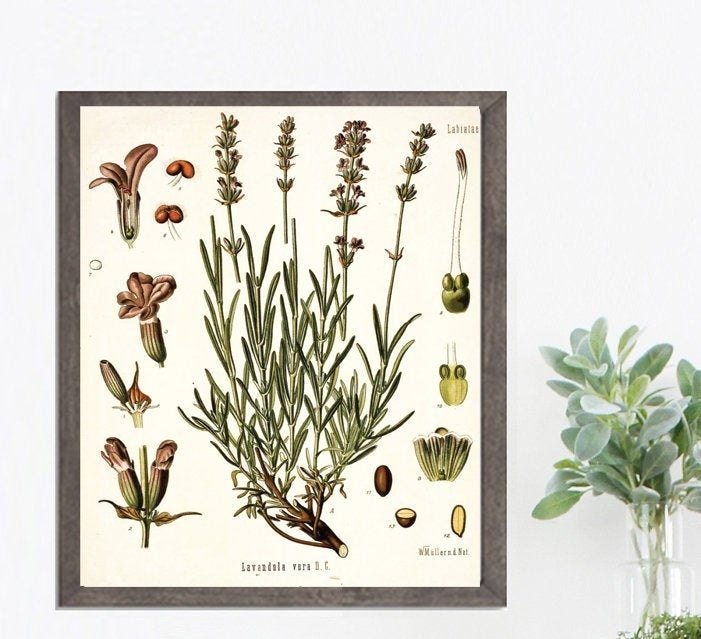 lavender plant illustration Lavender Botanical Illustration