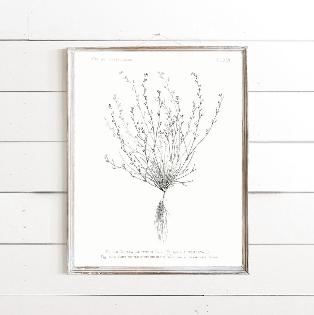 Flora & Root 1 Print 
