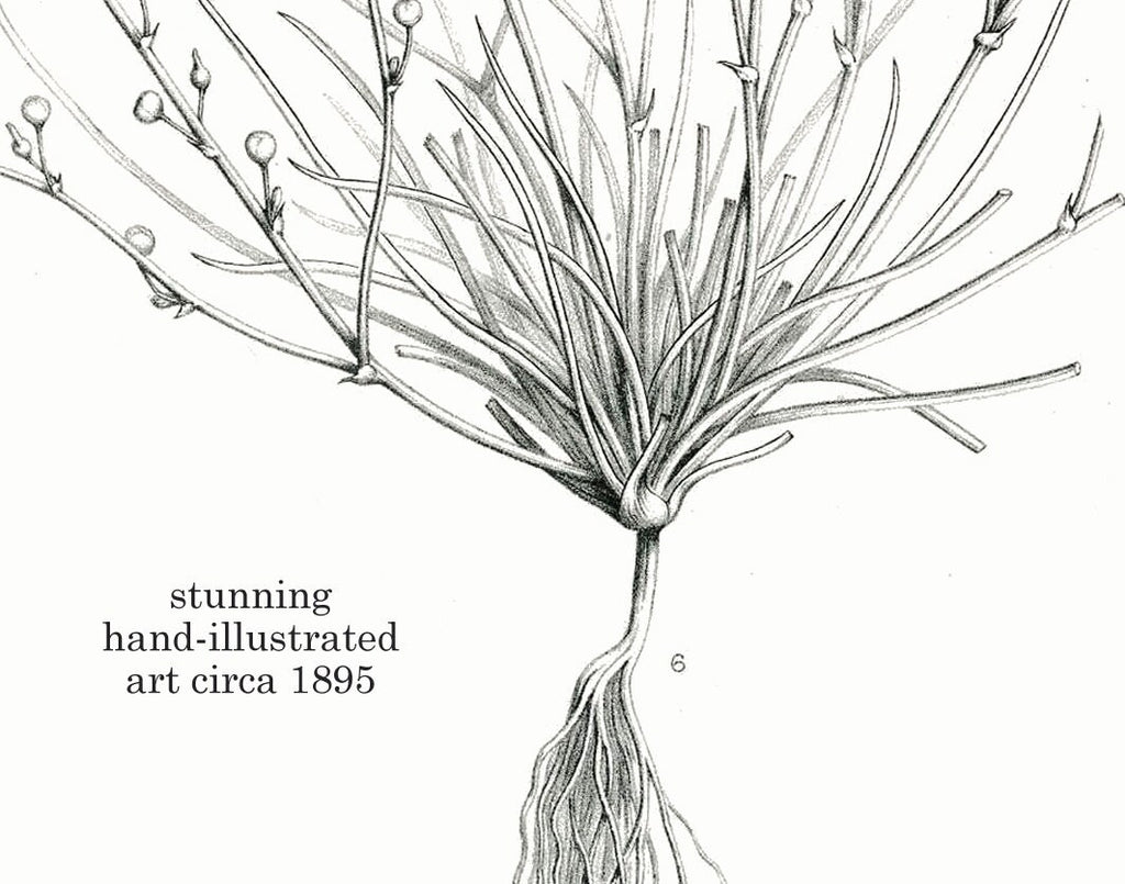 Flora & Root 1 Print 