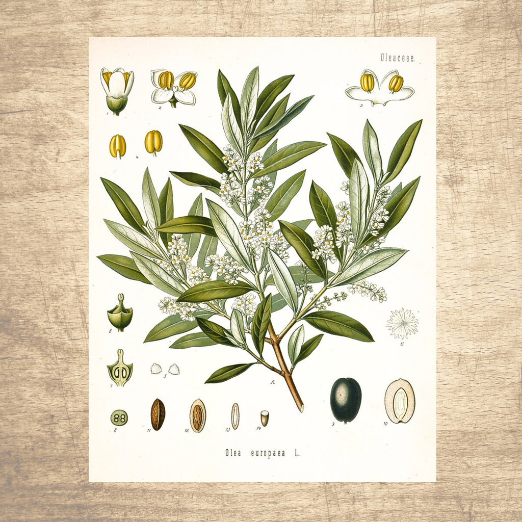 Olive Botanical Illustration 