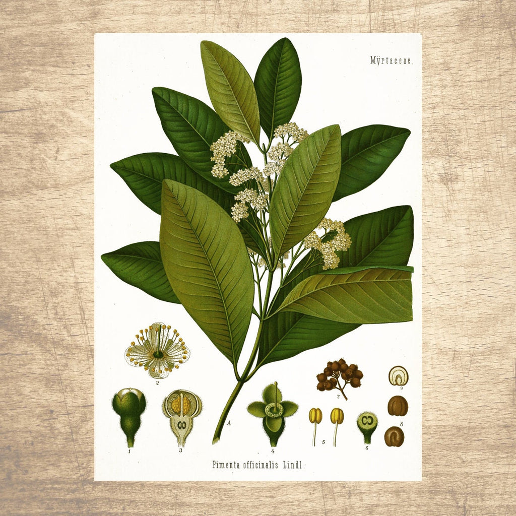 Allspice Botanical Illustration Print 