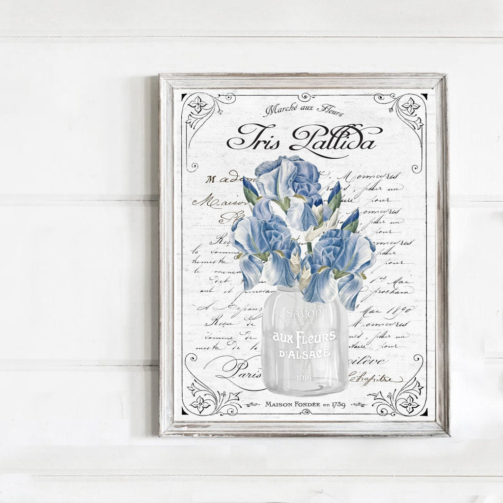 Iris Pallida French Botanical - Lettered & Lined