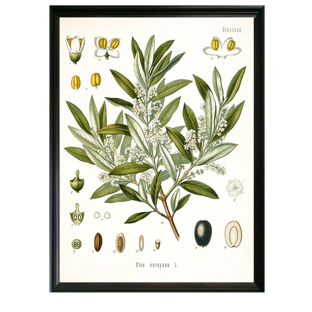 Olive Botanical Illustration 