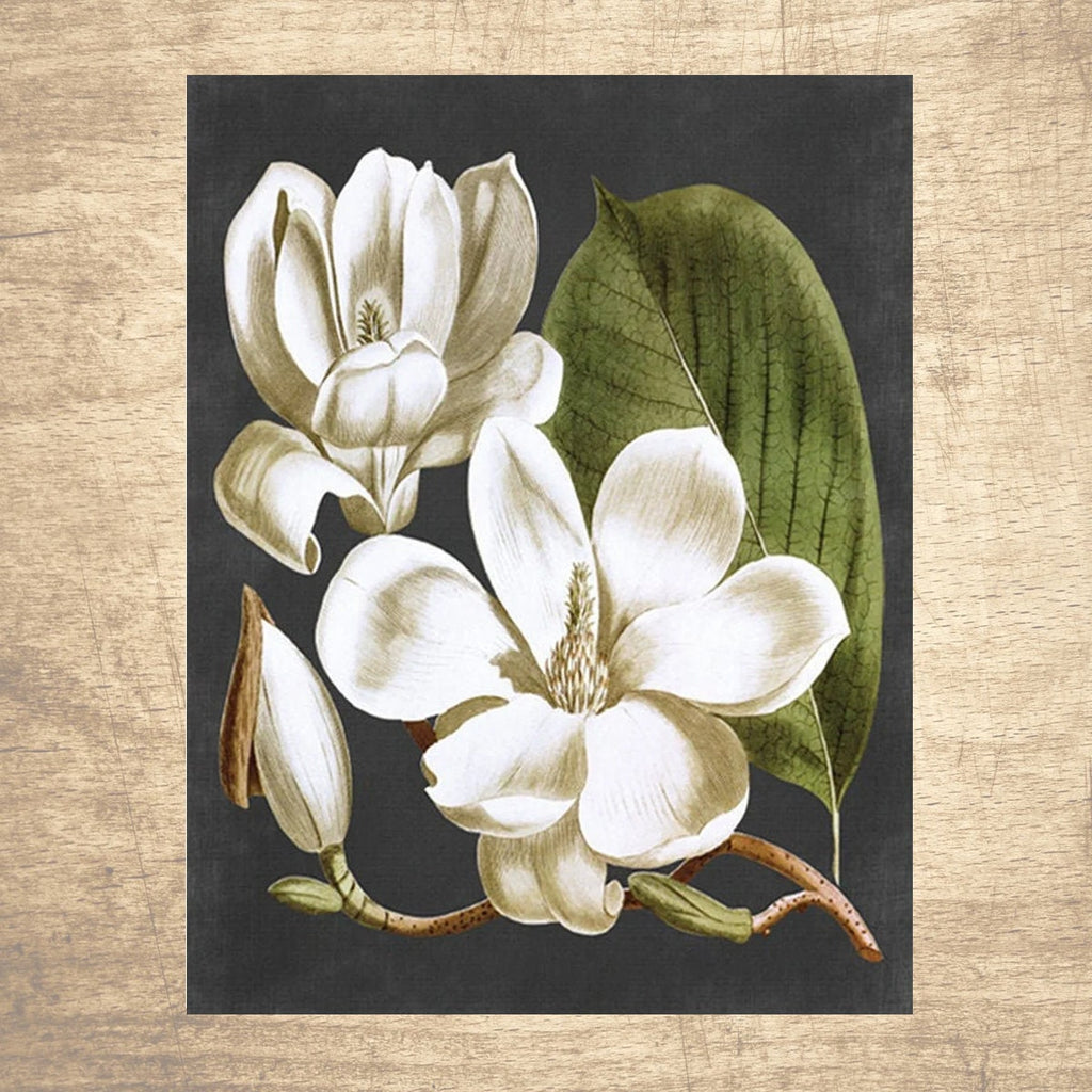 Magnolia Flower Botanical Illustration Print 