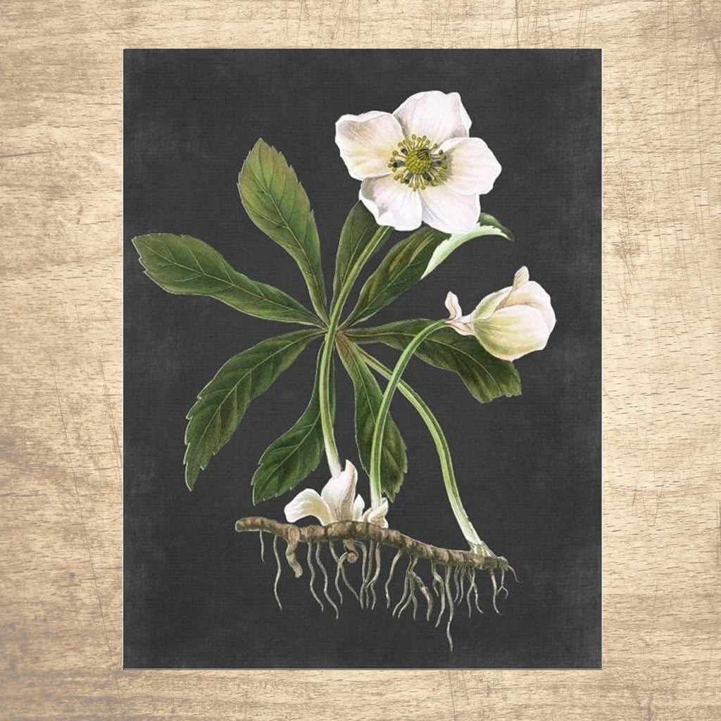 Hellebore White Bloom Botanical Illustration Print 